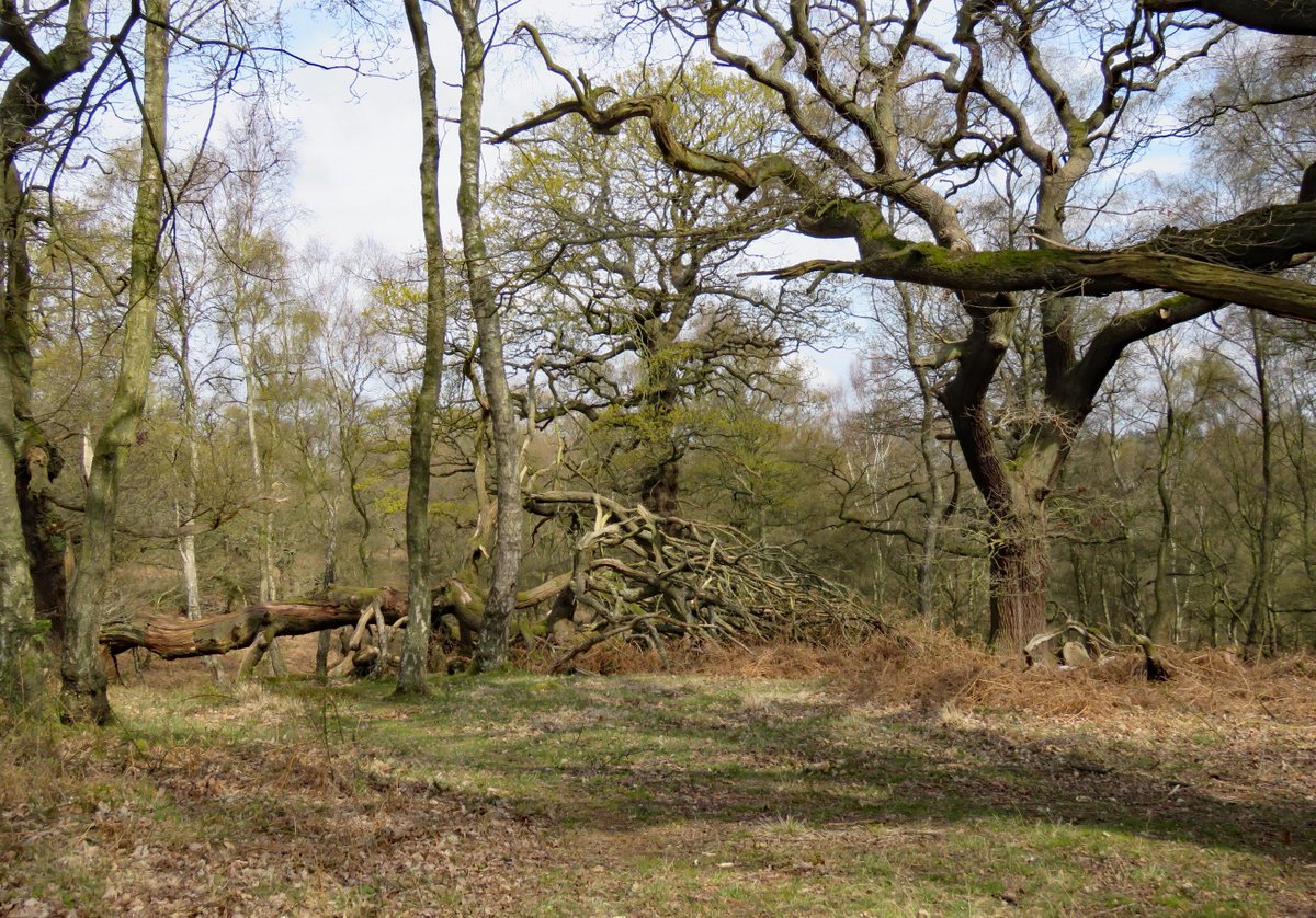 rotaryppphil's tweet photo. Cannock today with @JamesTimms5 (q.v.): close-ups of common-but-beautiful species, plus natural wood sculpture.  Also an attempt to capture the Courtleet-road (Coventry) coal-tit. Will try harder! @NatureUK @Britnatureguide @Staffsbirdnews @WestMidBirdClub https://t.co/xceWCRxw6G
