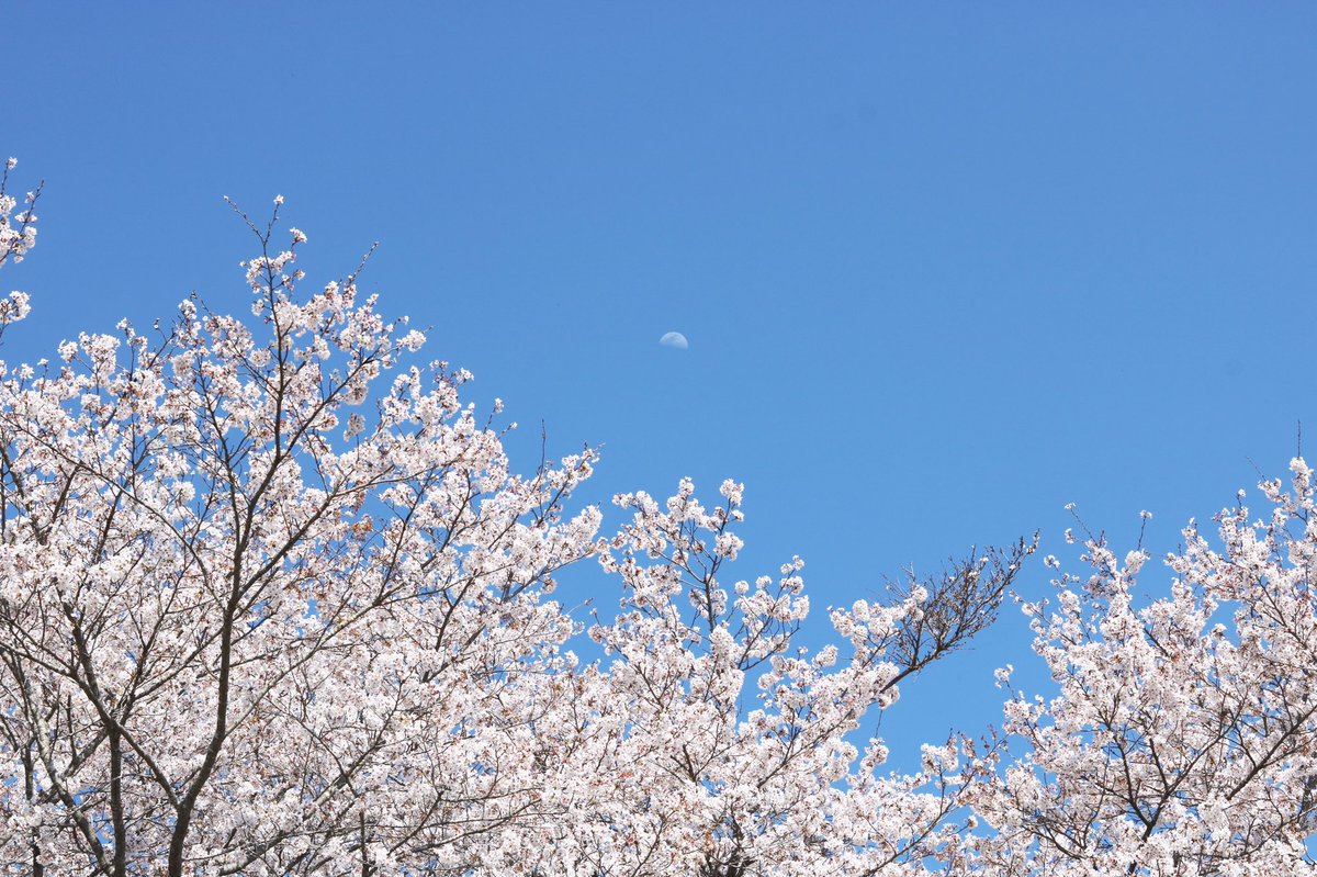 kuroneco280's tweet photo. 【4/14 小宅古墳群】
栃木県益子町の小宅古墳群。
桜と菜の花が満開です。
現地にはゴザが準備されており、手ぶらで花見が出来ます。
#japan #一眼レフ初心者 #一眼レフ #canon #canon8000d #益子 #栃木県 #小宅古墳群 #oyake #oldtombgroup #mashiko #tochigi #桜 #sakura #菜の花 #rapeblossoms https://t.co/zQUEEFfGP1