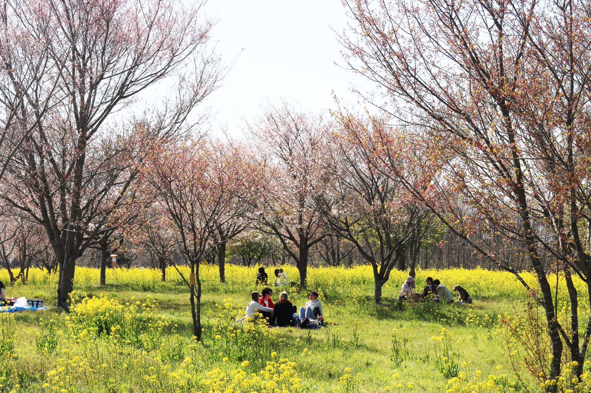 kuroneco280's tweet photo. 【4/14 小宅古墳群】
栃木県益子町の小宅古墳群。
桜と菜の花が満開です。
現地にはゴザが準備されており、手ぶらで花見が出来ます。
#japan #一眼レフ初心者 #一眼レフ #canon #canon8000d #益子 #栃木県 #小宅古墳群 #oyake #oldtombgroup #mashiko #tochigi #桜 #sakura #菜の花 #rapeblossoms https://t.co/zQUEEFfGP1