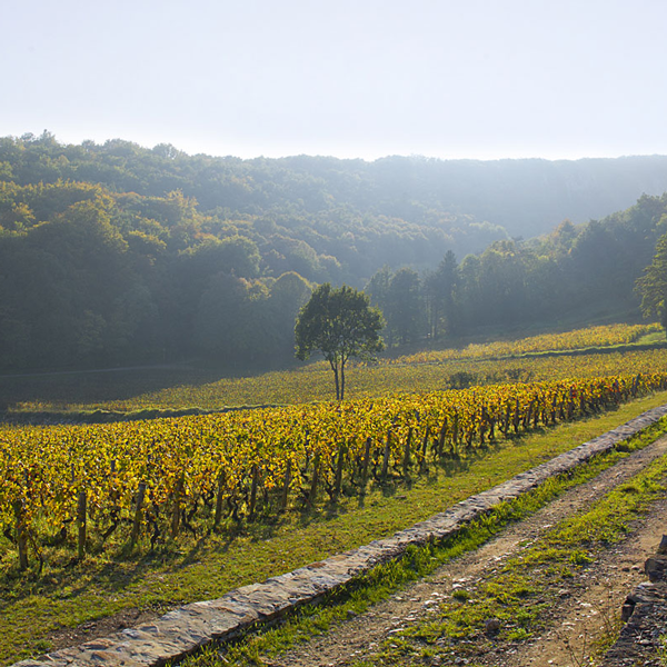 Maison Vauron tweet media