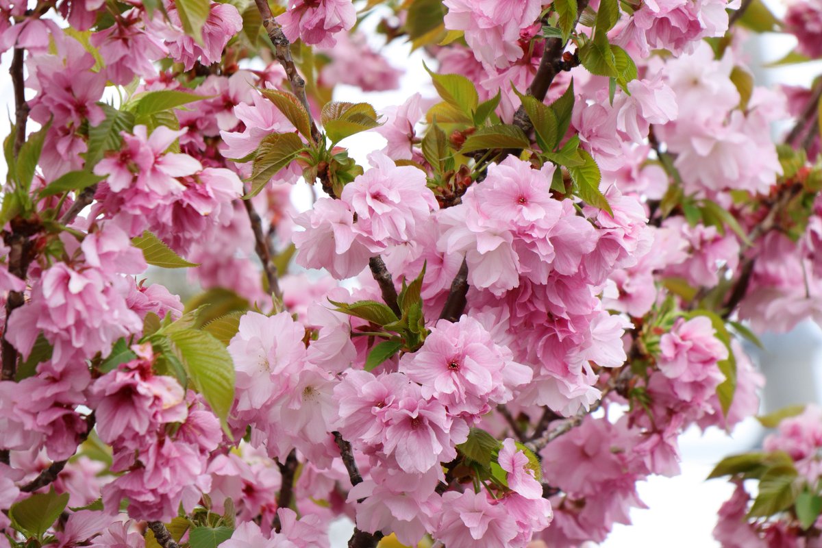 Poko おはようございます 今日の桜は昨日の行った新川千本桜の八重桜 本数は少ないけど近くで見ると とてもきれいですね 天の川 紅豊 ベニユタカ 関山 カンザン 今日もよろしくお願いします おはようございます さくら 桜 八重桜 新川千本