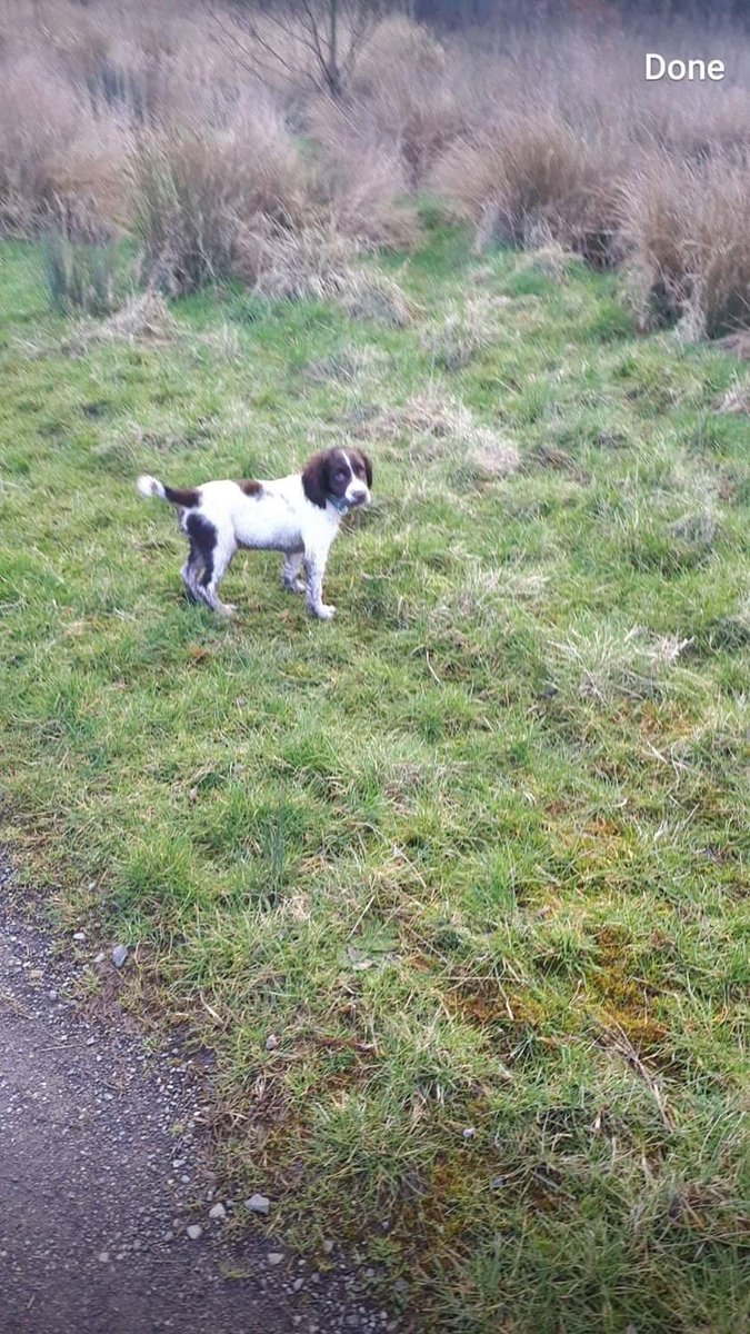 🔴🆘 #PLATTBRIDGE #WIGAN AshtonInMakerfield #Lancashire TODAY 14/4  A little Girl's MALE SPANIEL PUPPY 🔽was #STOLEN in your area 😡from BACK of FORD RANGER ON #GOLBOURNESTRAIGHT 
🙏🙏📲01942 375368
07749799706 If You have ANY INFO or 
See Him FOR SALE, See/n Anything Suspicious