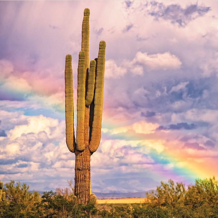 myhellorewards's tweet photo. Are those #HelloBucks at the end of the rainbow?! Escape to #Phoenix, AZ and stay at Red Lion Inn & Suites Goodyear Phoenix for a relaxing & rewarding spring retreat. https://t.co/WXy6NIJAec
📷: @nealsummerton https://t.co/Jfk9FXGLYF