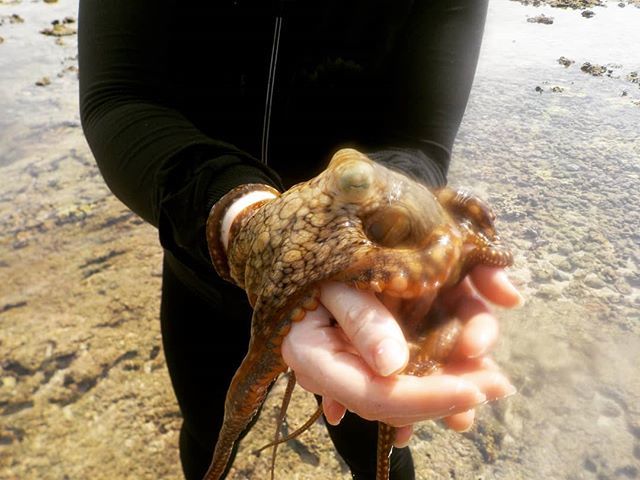 thewrightdanie1's tweet photo. One of my favourite animals in the world.  When you touch them,  they touch you back, their skin changes colour when your fingertips dance across their soft body as if your hand is ice skating. https://t.co/G6FEkHe2qR