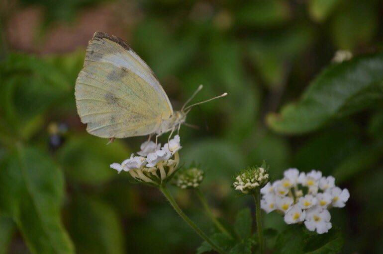 LGSpace's tweet photo. Easy ways to help pollinators and other beneficial insects in our gardens:
🐝 Don't be too tidy
🐝 Let some grass grow long
🐝 Don't use weedkillers or pesticides
🐝 Let dandelions grow
🐝 Plant wildflowers, lavender, sedums
🐝 Leave some nettles
🐝 More: https://t.co/FMgSicetX5 https://t.co/w2cD5OkA41