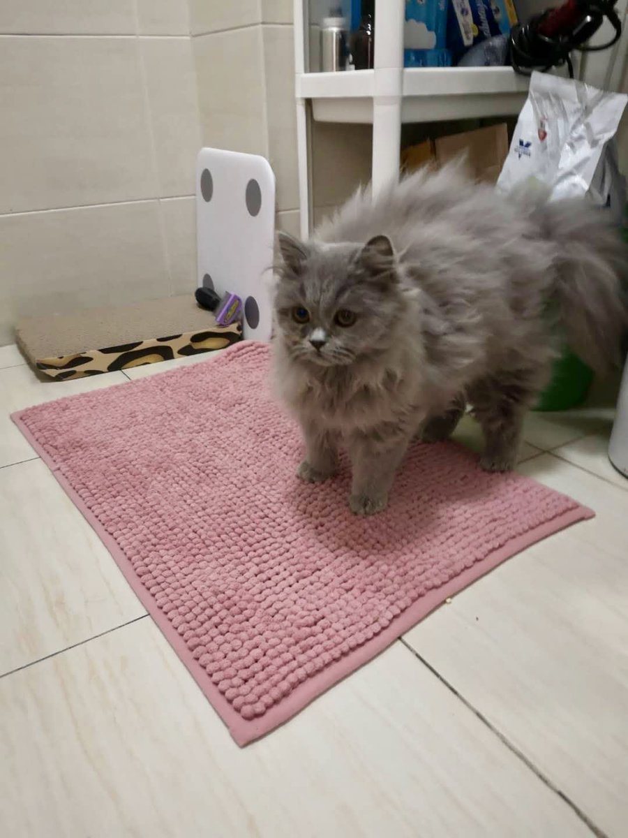 tacnofficial's tweet photo. Smurf (now named Mira) has found home! Support our latest rescue via https://t.co/LIRPpufG2s #AdoptDontShop #cat https://t.co/ApJvJqSFQd