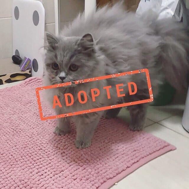 tacnofficial's tweet photo. Smurf (now named Mira) has found home! Support our latest rescue via https://t.co/LIRPpufG2s #AdoptDontShop #cat https://t.co/ApJvJqSFQd