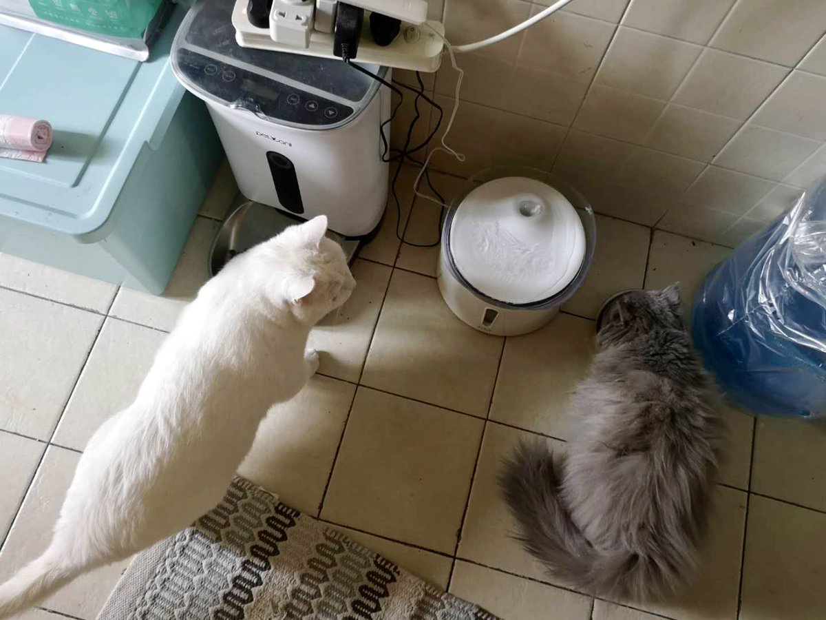 tacnofficial's tweet photo. Smurf (now named Mira) has found home! Support our latest rescue via https://t.co/LIRPpufG2s #AdoptDontShop #cat https://t.co/ApJvJqSFQd