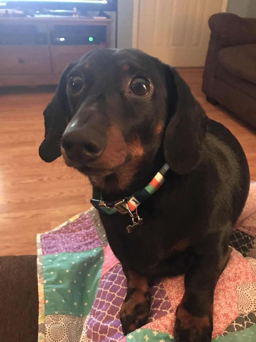 WalterTheWeiner's tweet photo. #SundayFunday Mom goes shopping and get a new toy and collar #luckyme #dogslife #puppylove #spoiled https://t.co/5W0arGVQgR