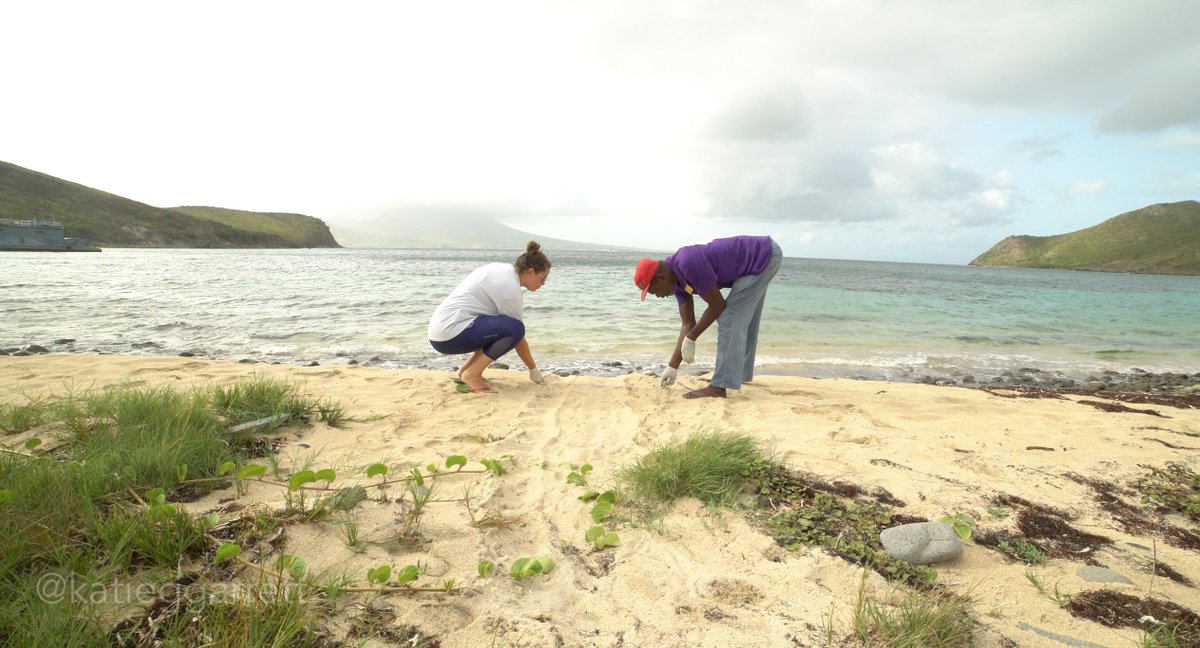 HondurasARCC's tweet photo. Meet Sara Ramirez @saradramirez a #conservation biologist who has been a member of the @HondurasARCC team from the start. She's now based in St Kitts &amp; Nevis working to protect endangered sea #turtles &amp; keep our #oceans healthy &amp; free of #PlasticPollution #ConservOptimism #HERper https://t.co/ykq4do6eEl