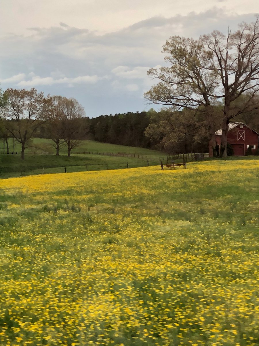 cgreenwood01's tweet photo. Why I love spring in VA! #beautiful #springinRVA #buttercups #hanovercounty https://t.co/YmX1gT9MGd