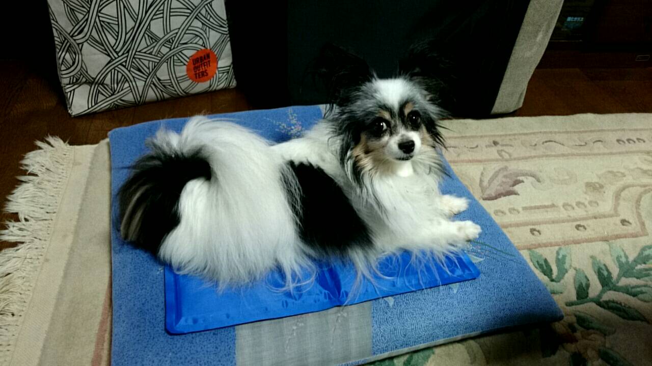 かえ 迷い犬 犬 迷子犬 拡散希望 埼玉県戸田市 4月14日夕方戸田市の自宅から逃げてしまいました パピヨン メス12才トライカラー2kg位の大きさです 臆病者で 人になつきません 見かけた方ご連絡下さい よろしくお願い致します T Co