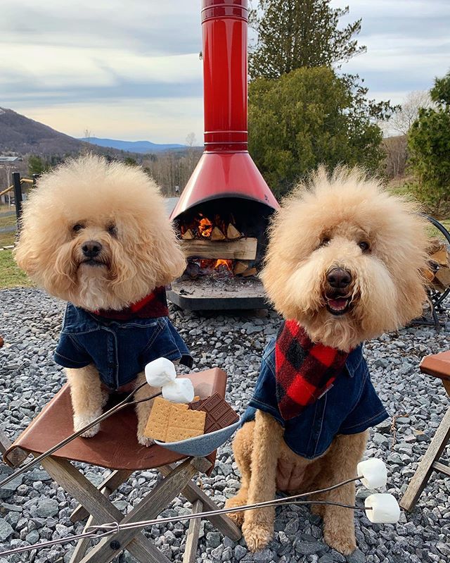 doodlesofnyc's tweet photo. Can we have S’MORE of this weekend please? 🙏🏼
Thank you @scribnerslodge for a fantastic pupstater weekend! 🌲🐾🔥
.
.
#sclpupstater #pupstate #catskills #upstateny #ilovenewyork #iloveny #dogfriendly #hotellife #weekendvibes #mountains #hikingwithdogs #… https://t.co/hM8KHvOvax https://t.co/QIy4epJA5F