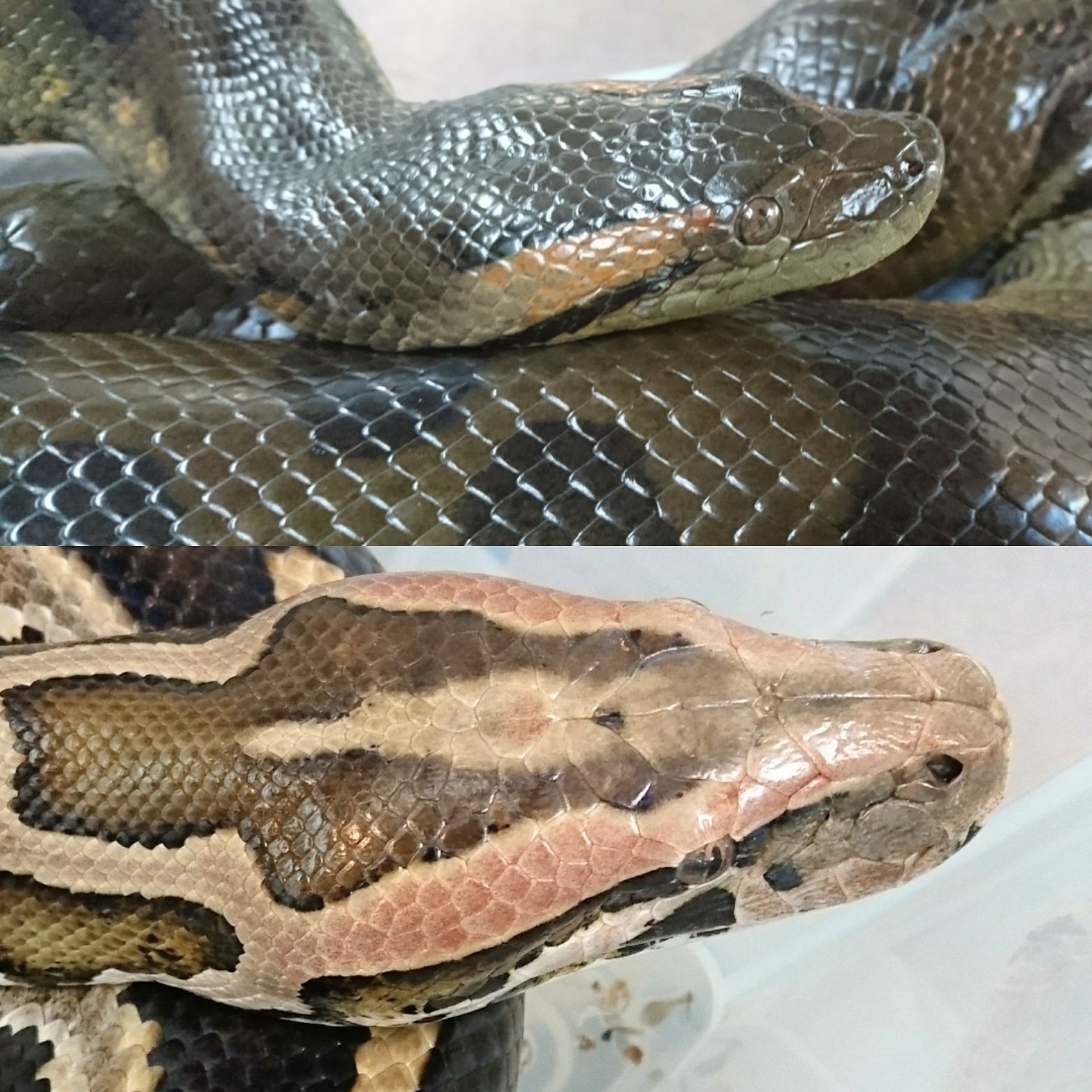 Kenny茨城 レッドヘッドなお二方 そういえば インドニシキヘビとビルマニシキヘビが別物となり ビルマが主流になってからバーミーズという呼称になりました インド主流の大昔はみんなモルルスと英名呼びしてました グリーンアナコンダ オオ