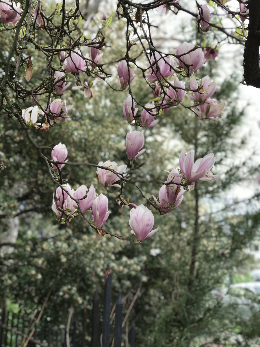irwin_brenda's tweet photo. Blossom 🌺 tour post hail storm ☔️ on #SundayLongRunDay.
@BMOVanMarathon https://t.co/aCOZsSeCoJ