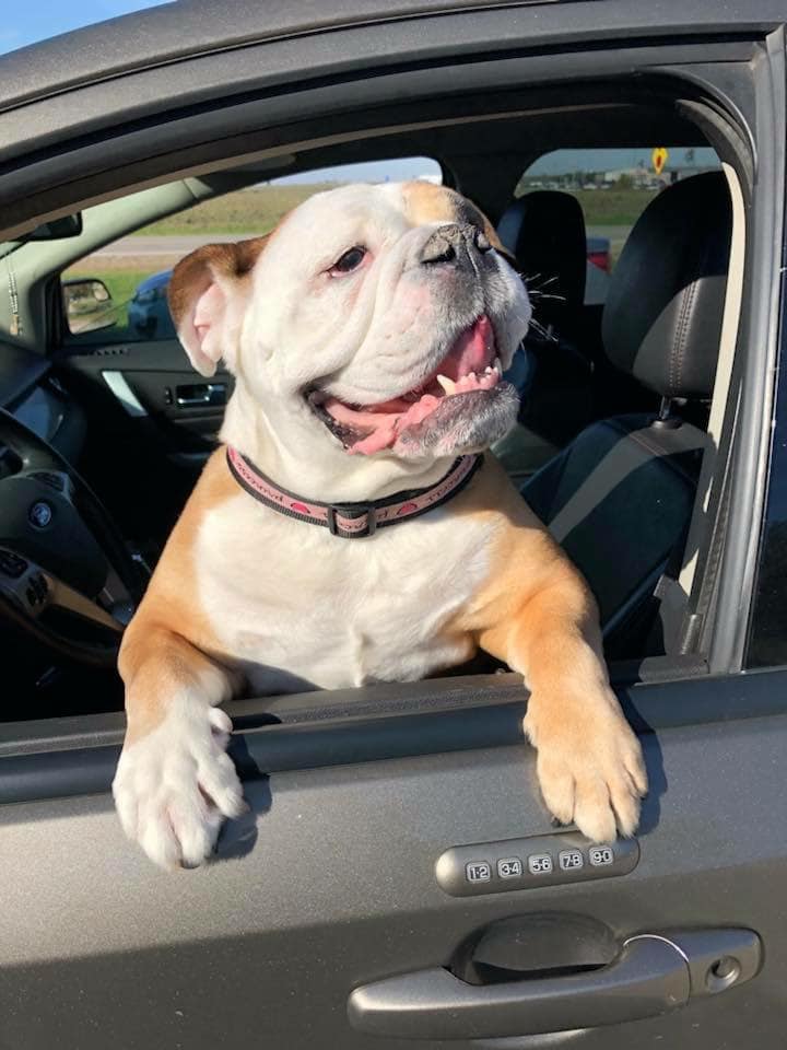 NY Auto Giant (@nyautogiant) on Twitter photo 🐶 <a href="/Atlantic_CDJ/">Atlantic CDJ</a>, dog approved. So what are you waiting for? Make it your year of adventure.
📸 Kim B., Kristen Leigh McPhail, Brooke Bohlander 🐶 <a href="/Atlantic_CDJ/">Atlantic CDJ</a>, dog approved. So what are you waiting for? Make it your year of adventure.
📸 Kim B., Kristen Leigh McPhail, Brooke Bohlander