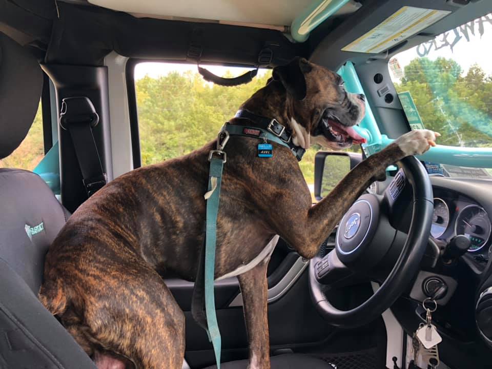 nyautogiant's tweet photo. 🐶 @Atlantic_CDJ, dog approved. So what are you waiting for? Make it your year of adventure.

📸 Kim B., Kristen Leigh McPhail, Brooke Bohlander https://t.co/eVOjEX8YFX