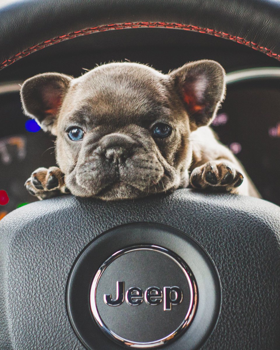 nyautogiant's tweet photo. 🐶 @Atlantic_CDJ, dog approved. So what are you waiting for? Make it your year of adventure.

📸 Kim B., Kristen Leigh McPhail, Brooke Bohlander https://t.co/eVOjEX8YFX