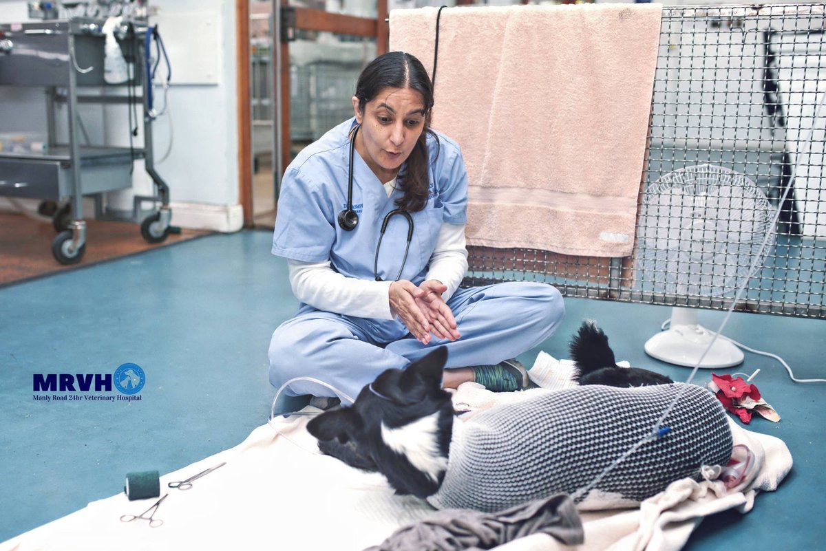 Thank you Rebecca Porter for this heartfelt picture 'First sign of hope' of DrTasmiya Hussein /border collie patient 'Vandal' lifting his head for the first time, after a boating accident. Photo taken at Manly Road Vet Hosp supporting Animal Welfare League  #qcfphotochallenge19