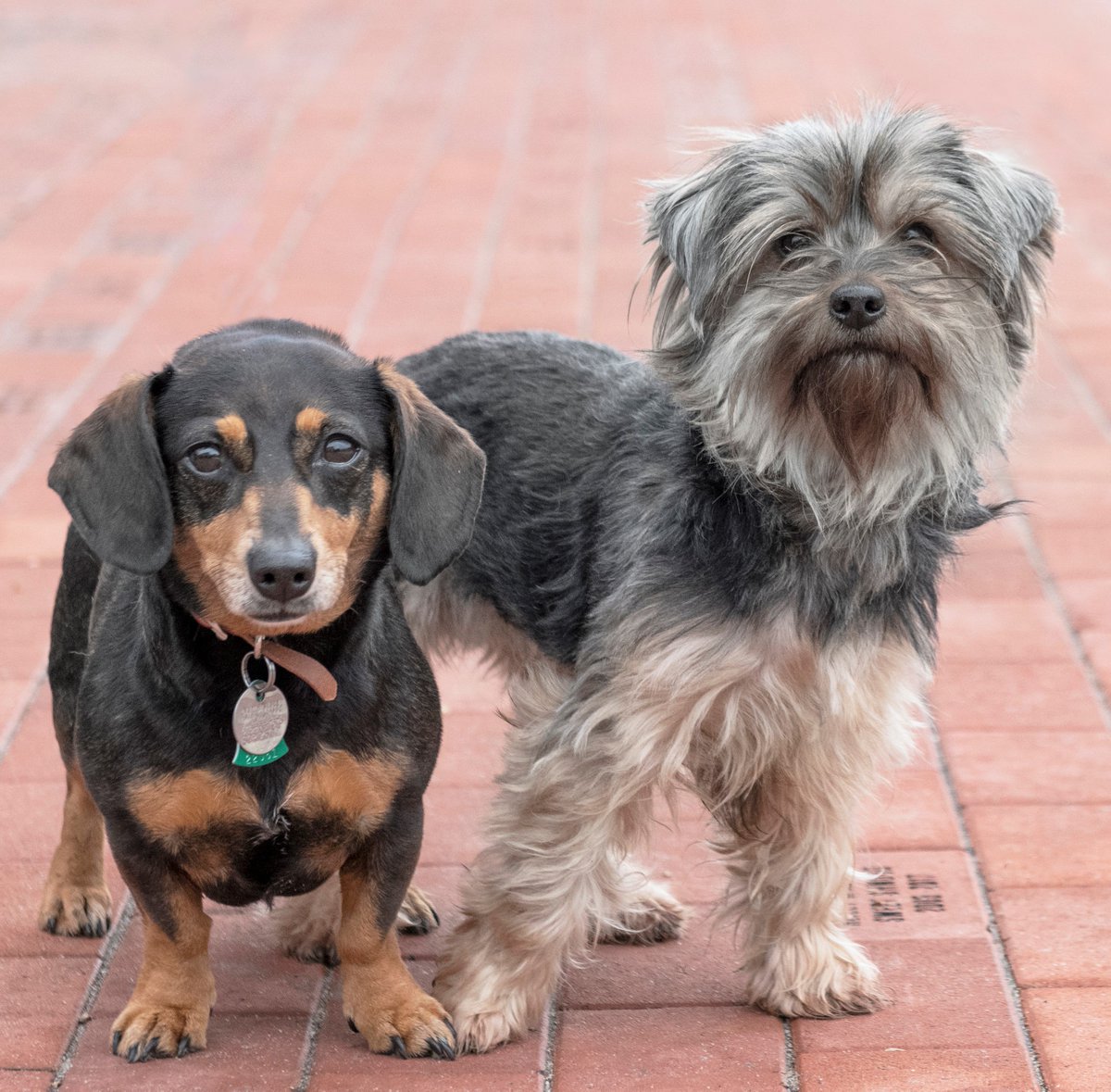 dachshund yorkie mix