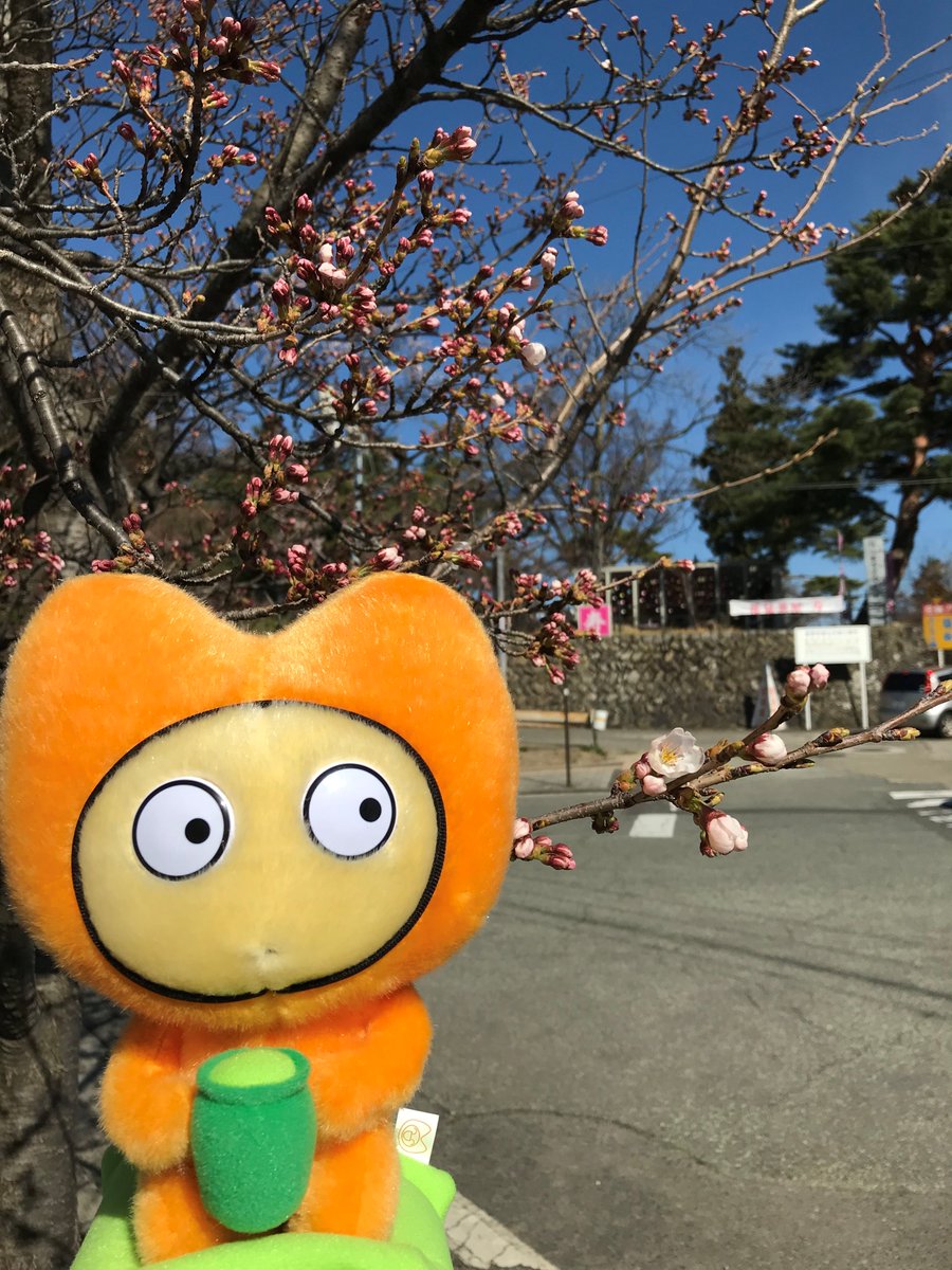 週末、うれしいニュースが😆💕
長野市で桜の開花が発表されました❗️
写真は、取材先の城山公園で藤原里瑛アナが撮影してくれたものです。
#テレビ信州
#マイチャン。
#桜開花リレー
#長野市
#城山公園