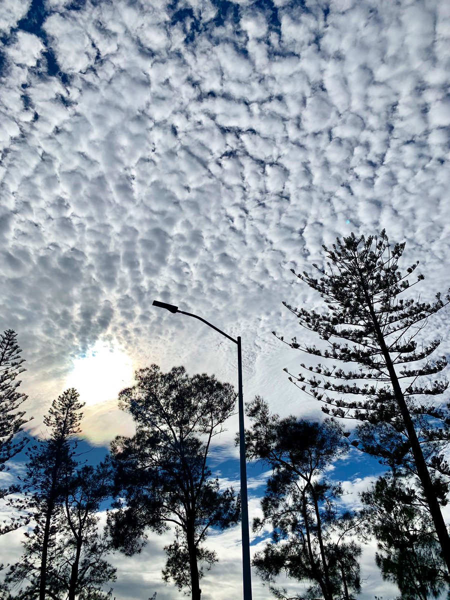 StellaBella67's tweet photo. The best way to start Monday? Go to the dog friendly coffee shop for a work “priorities for the week” meeting & then a small walk for Bella 🥰 (& all before 8:30am) #seniordog #blinddog #coffee #walk #skycheck #sky #lookup #autumn https://t.co/W2GTy9pLLS