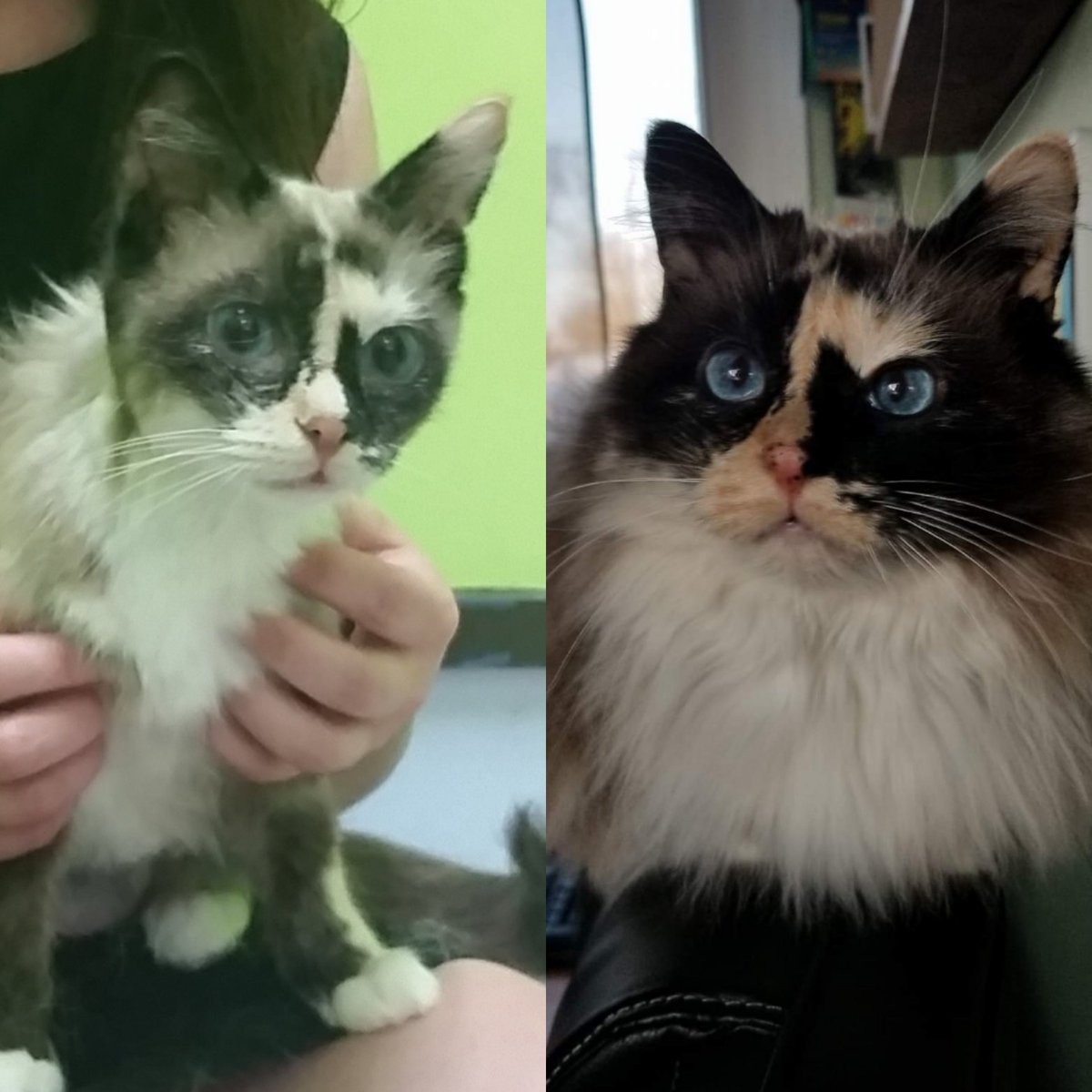 (L) is Queen the first day I met her. I slept in the bathroom with her for 3 days, she was so scared. (R) current day. This is my ask to adopt moms, older animals, different looking animals or special needs animals. They need us just as much as Larry needed me.
