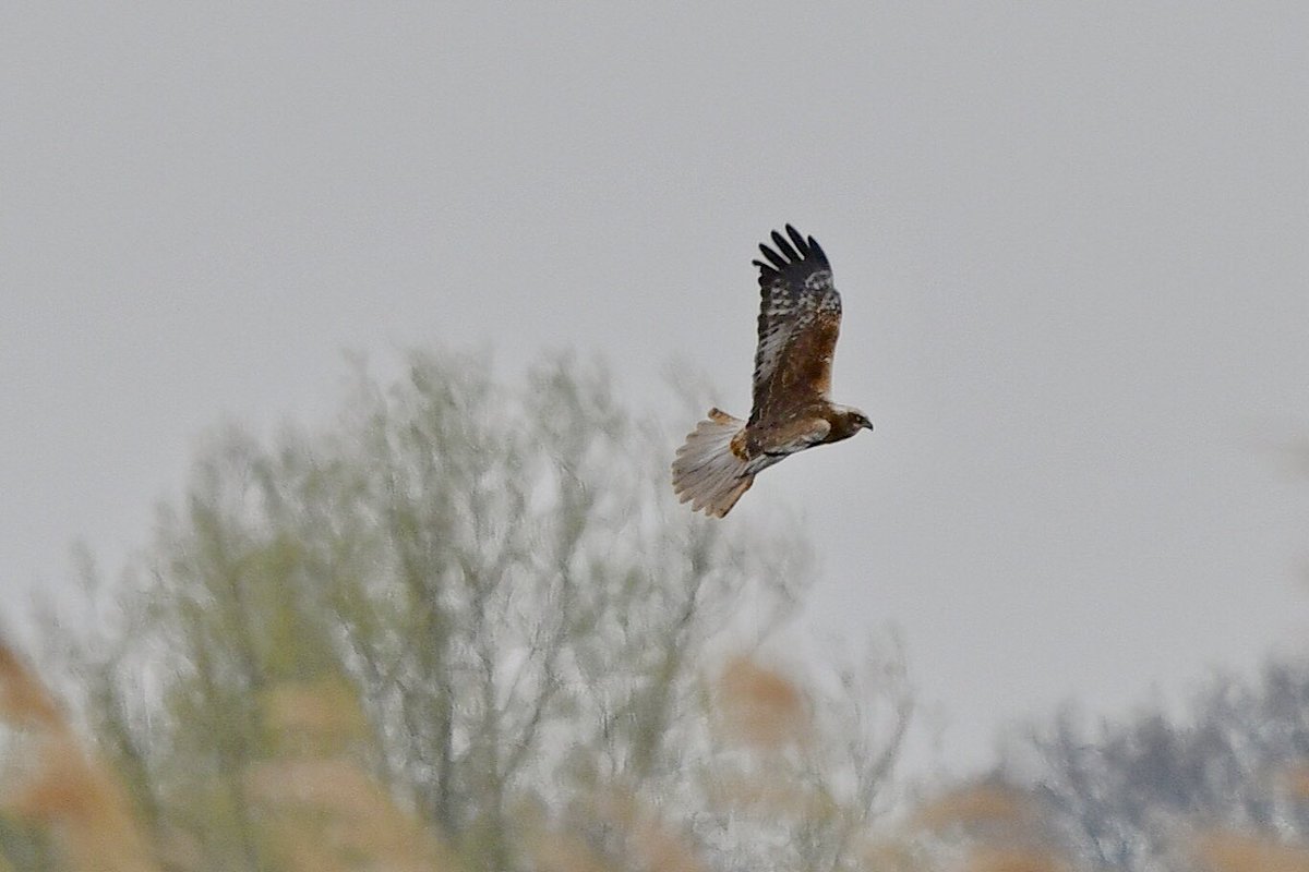 RT @dicksonjulie1: Marsh harrier (I think ...) seen on Sunday at RSPB Otmoor, Oxfordshire @Natures_Voice @wildlife_uk @BritBirdLovers @iNatureUK with @RichardXIII @britishbirds @wildlife_birds