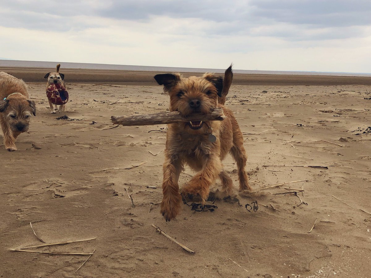 SassVH's tweet photo. Ztill editing undreds fotos!! @WhatWeCallTilly @Bustervision @RaphaPuppy @btposse #borderterriersontwitter https://t.co/qx29Zs6AiA