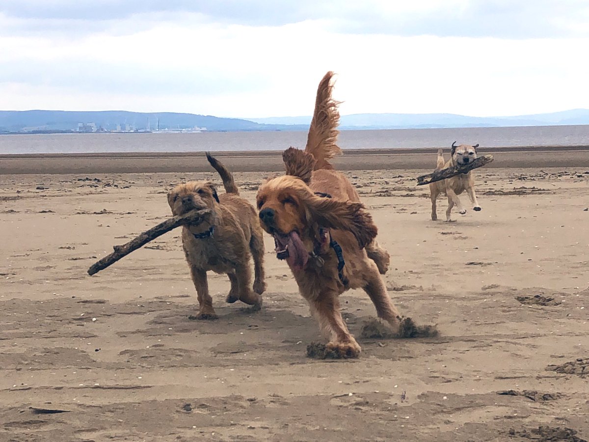 SassVH's tweet photo. Ztill editing undreds fotos!! @WhatWeCallTilly @Bustervision @RaphaPuppy @btposse #borderterriersontwitter https://t.co/qx29Zs6AiA