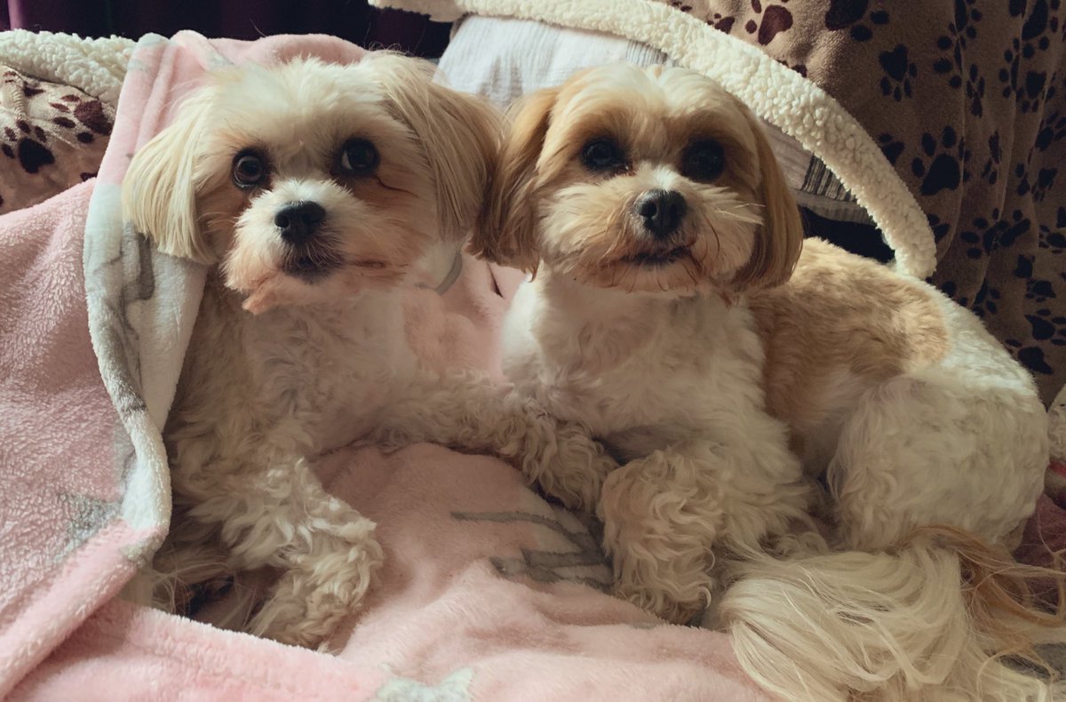 Puhthepuppy's tweet photo. Woof morning paw pals. Have a good Monday - what are you plans today? #MondayMotivaton #familyphoto #earlyrisersclub #weekenddone #ZSHQ #DogsofTwittter #puppy #cutest #Iampuh 🐶🐾💕 https://t.co/fEamb3mDS5