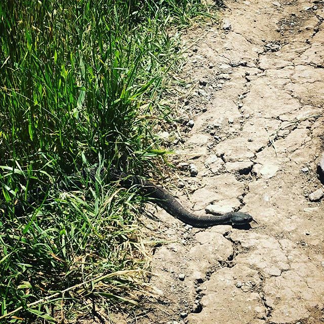 fluxfox's tweet photo. Rattlesnake encounter #2... this guy has about 4 rattles on its tail https://t.co/lo8lwII0SQ