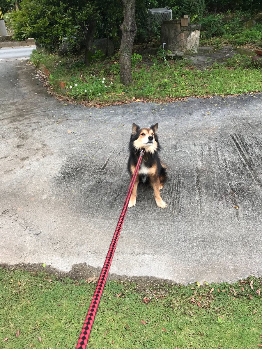 よく吠える犬