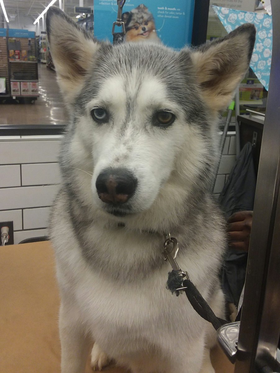 AnthonySkatz's tweet photo. #wwedogs
Did "Ryder" need a bath today?
#wwwyki (and so does he, hence the judgmental look!)
@ZackRyder https://t.co/uVLbtMqyxs