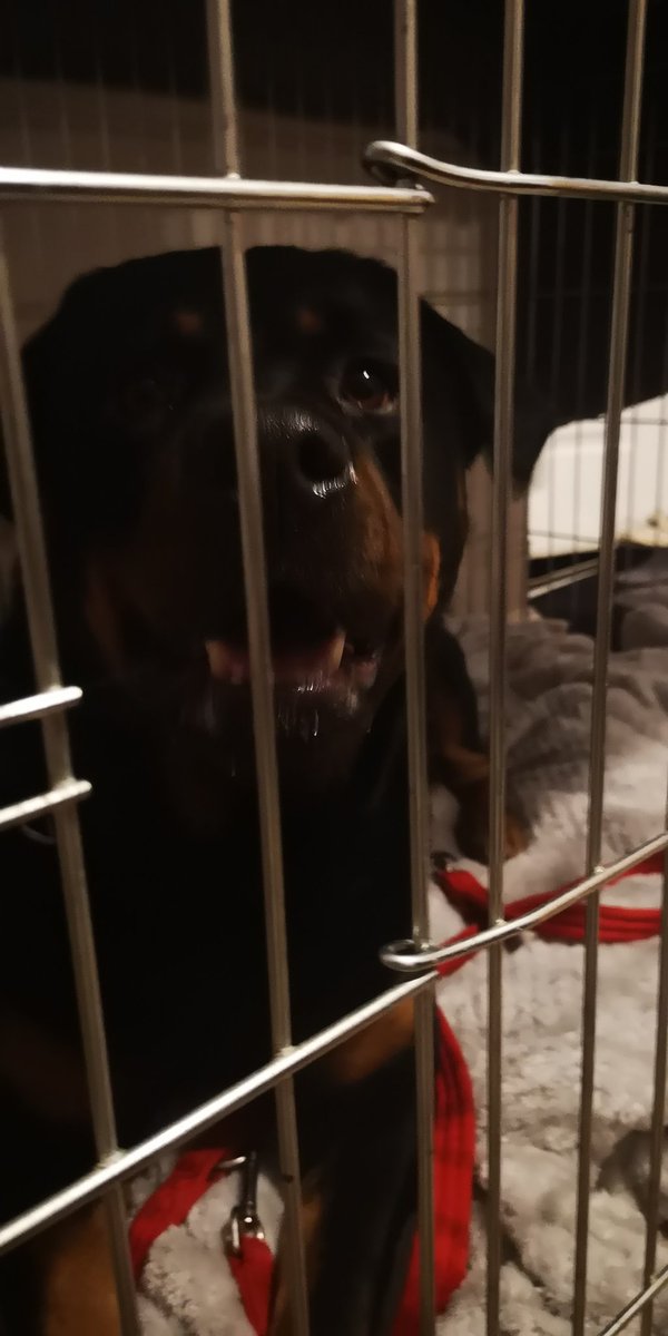 Please follow #browneyedpup. Like, Share and donate to help him get back on his paws and find a forever home.