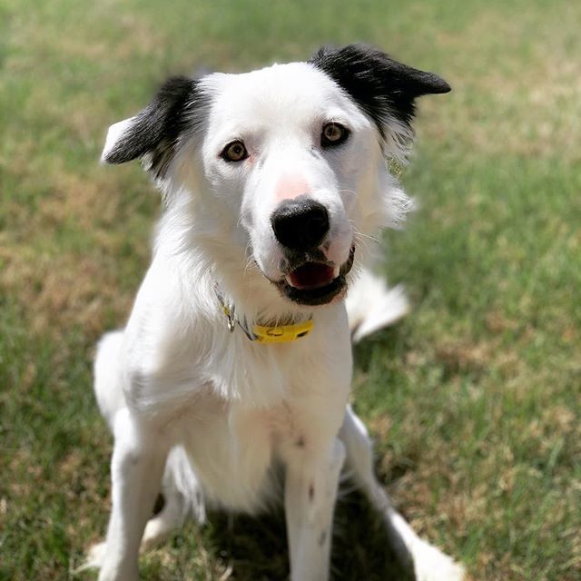 zanymomintx's tweet photo. I’m such a handsome dog, with so much love to give. Bonus points for being smart , but I’m a border collie so that’s a given. *
*
*
#bordercolliegram #bcrrt #ShepShep #rescuedogsrule #bordercolliesarethebest #bordercollielover #dogslovers https://t.co/7SelNQtiIl https://t.co/zqCN4kxVq2