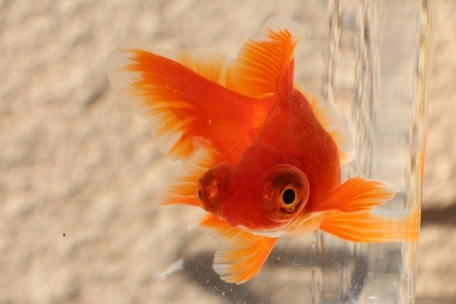 金魚life Life0800 Twitter