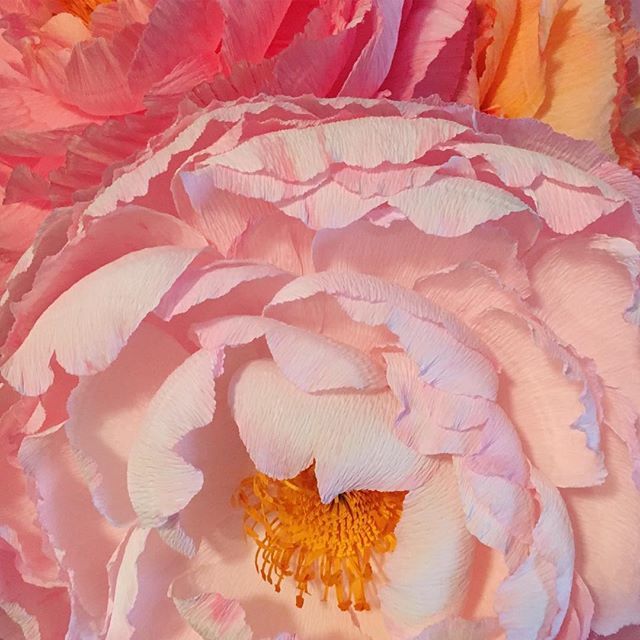 esppaper's tweet photo. Project in progress....#crepepaper -#paperflorist #paperflower https://t.co/WwlpcAGx3h https://t.co/DjQifaZ0pL