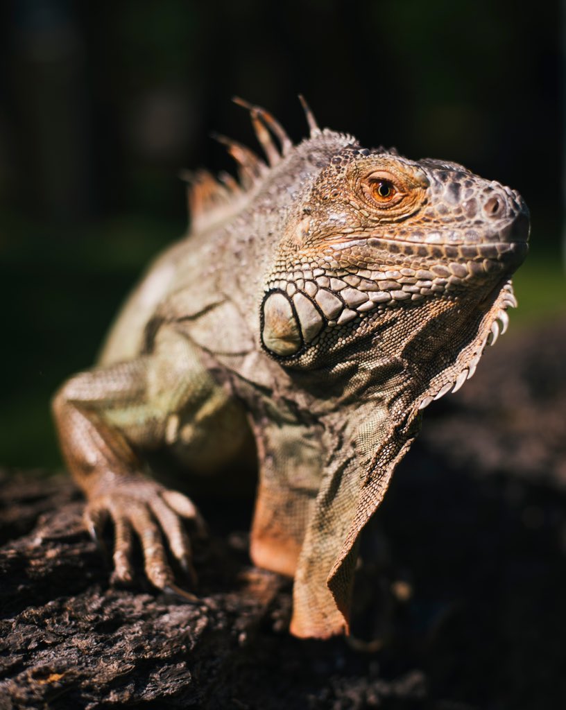 Point Defiance Zoo & Aquarium tweet media