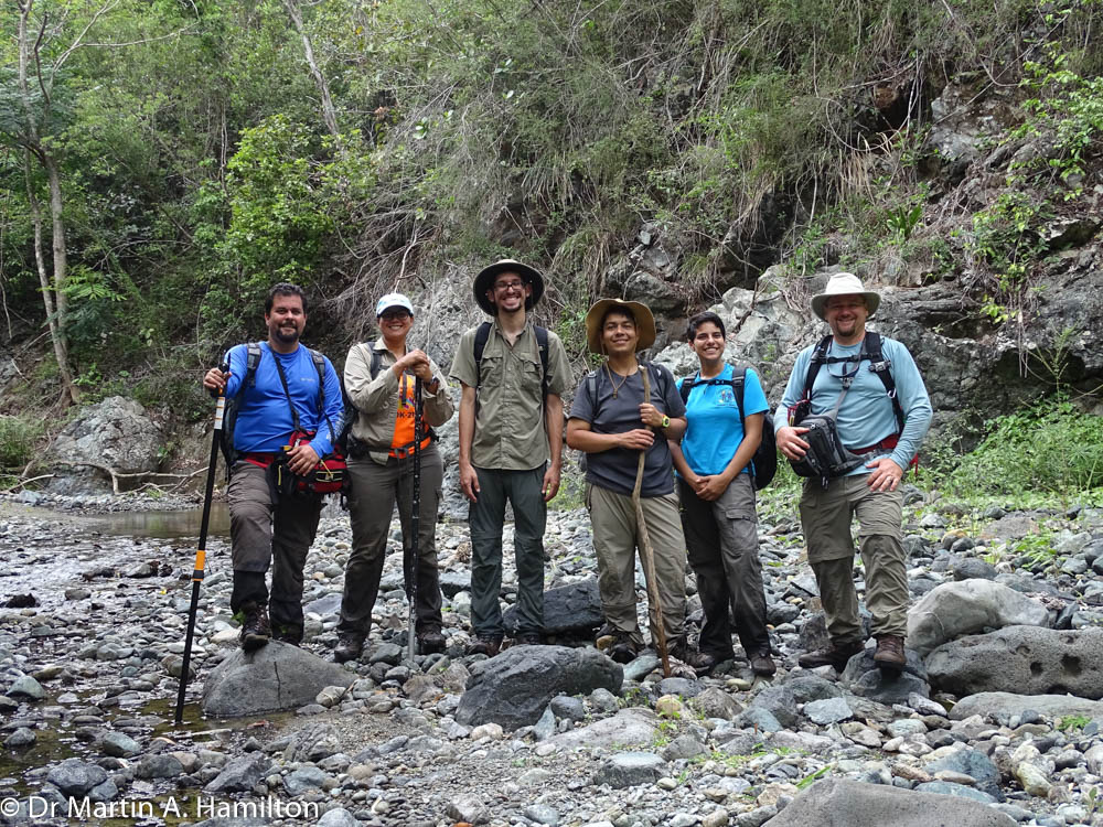 DocMartinKew's tweet photo. Surveys today yielded another 15 mature individuals & one seedling of the threatened & endemic plant, Varronia bellonis #Boraginaceae, along the incredible Rio Grande watershed in Maricao State Forest, Puerto Rico. #KewPR @KewUKOTs @KewScience @custoantonio48 https://t.co/g4IhWTktwa