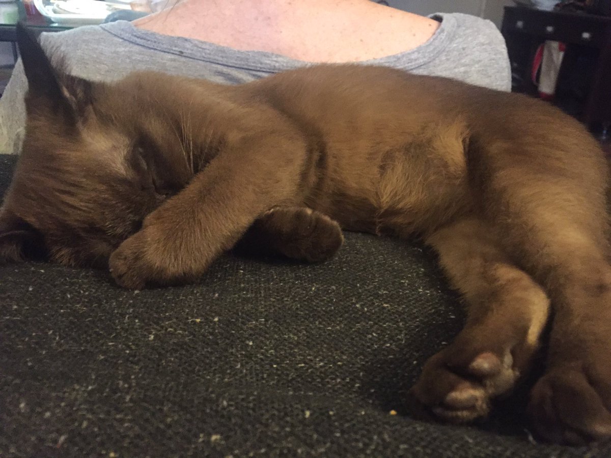 hollyamos22's tweet image. Here’s a cute kitty to bless your timeline.