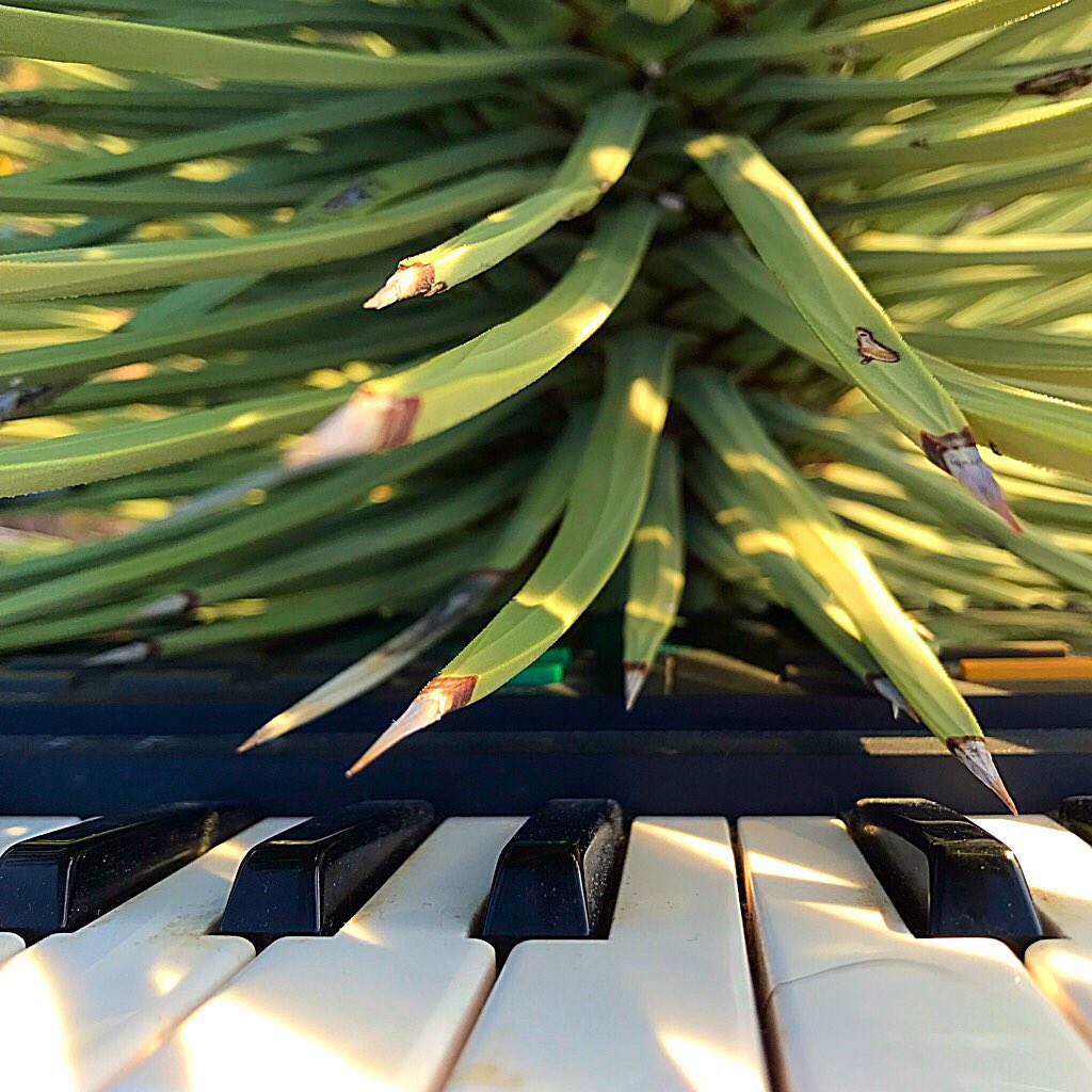 working on some new tunes... 🔥🌵🔥 #environmentalinspiration #brutal #beautiful #panicearth