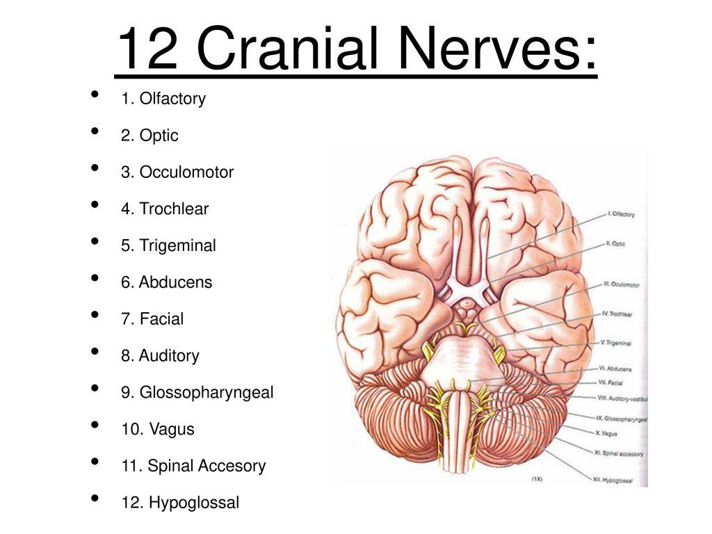 Christ was crucified in Calvary. Calvary in its original Hebrew form means “place of the skull.” The rebirth = as your cerebral spinal fluid climbs your 33 vertebrae(Jacob’s Ladder) and meets your 12 cranial nerves(12 disciples) it connects you with your higher self(Christ).