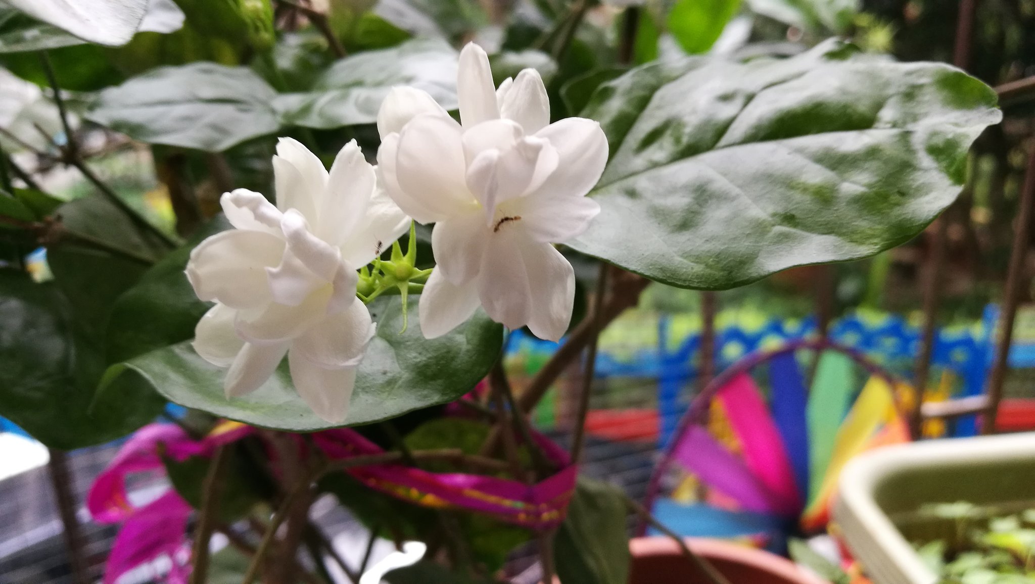 Afanty En Twitter 芬芳的小白花 香气摄人心魄让人着迷 你是人间四月天的白衣仙女 而小巧精致的花型 低调却暗显高贵 茉莉花开季小记
