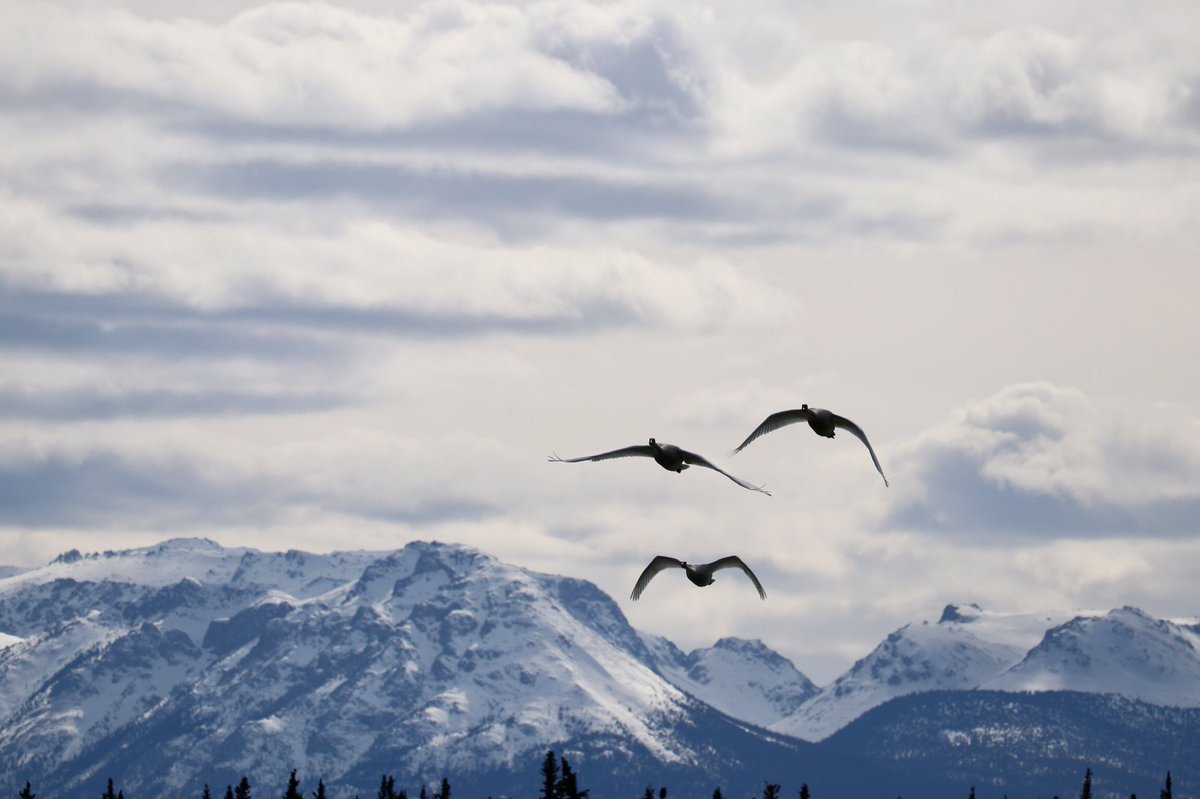 More Trumpeter Swans at Tagish #swans #spring #trumpeterswans #tagish #yukon #exploreyukon #tagishbridge