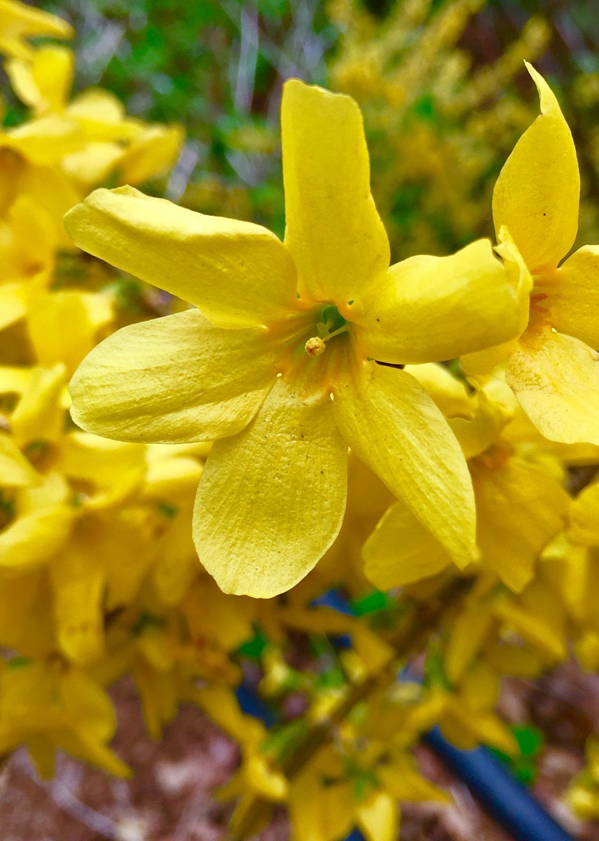 mandolajoe's tweet photo. 6-petaled #Forsythia #flower

#floral_anomaly
#anomaly 
#freak_of_nature https://t.co/cV4qf1kJrD