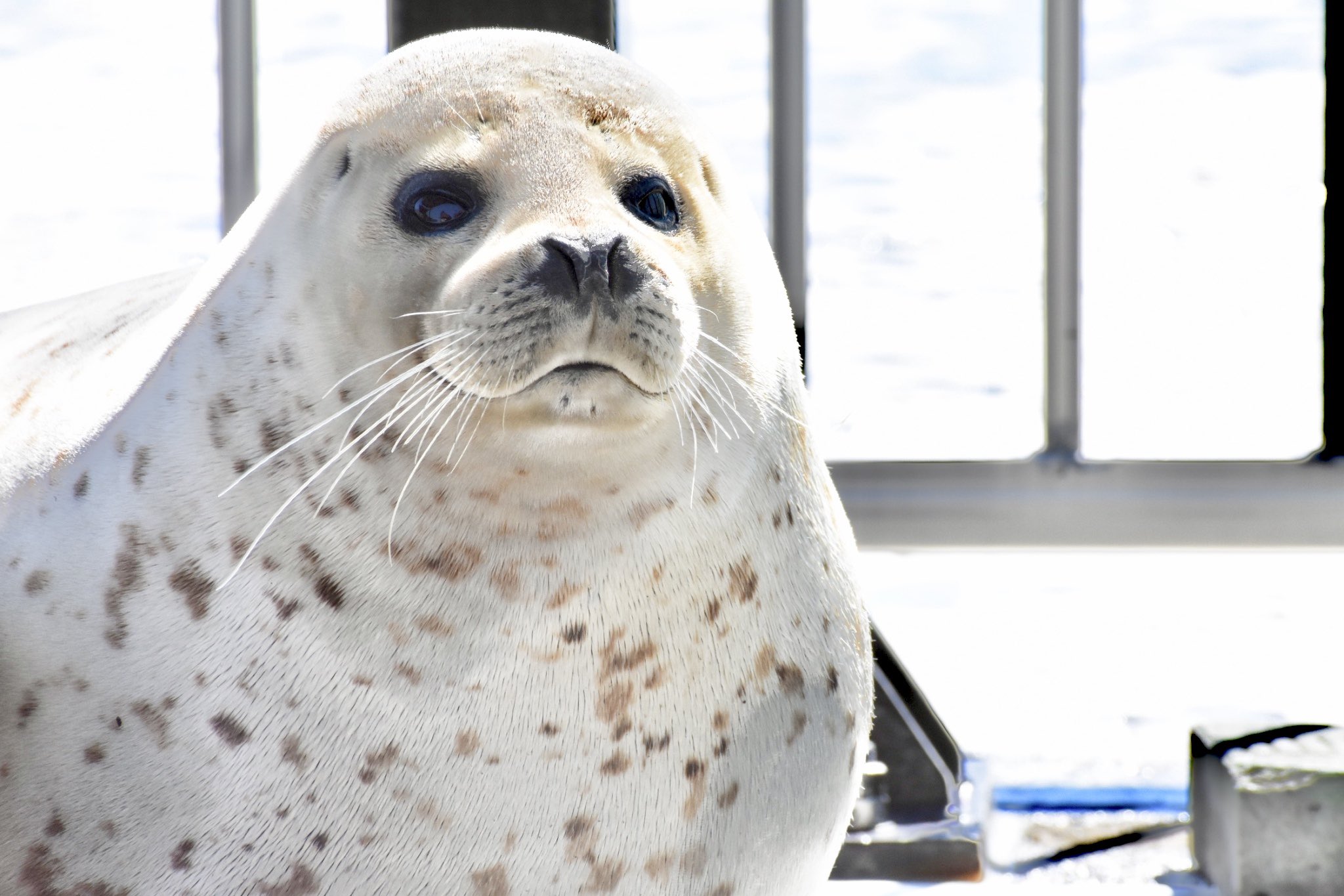 アザラシ ∞`⊃)З₊⁎⁺˳✧༚ 茶柱ルルちゃん🦭🍵 水滴モザイク越し