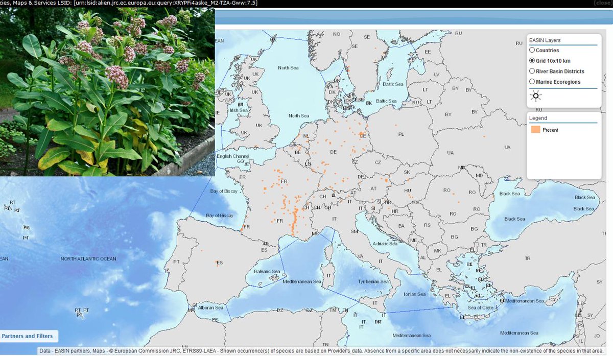 EU_Aliens's tweet photo. #DYK #Meetthealien #Asclepiassyriaca #commonmilkweed it was introduced into Europe since 19th century ☘️🇪🇺Established in 13 Member States, it poses a risk to native habitats and human health‼️📲 Help us to monitor this #IAS of Union concern through the app https://t.co/1NOOMAWlxL https://t.co/ma13QqVbsX