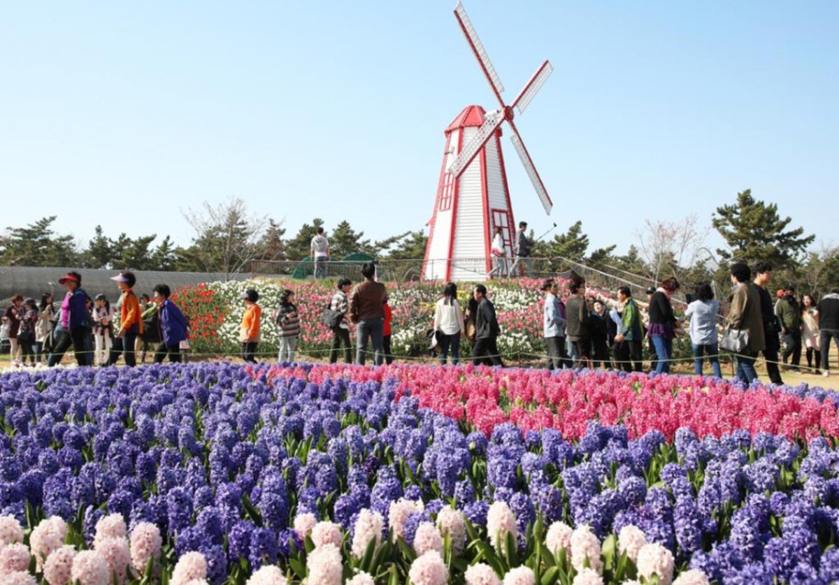 190415 Taean World Tulip Festival 2019 has been started from Apr 13 to May 12.
#Korea #Seoul #Spring #Tulip 🌸
#태안세계튤립축제
english.visitkorea.or.kr/enu/ATR/SI_EN_…