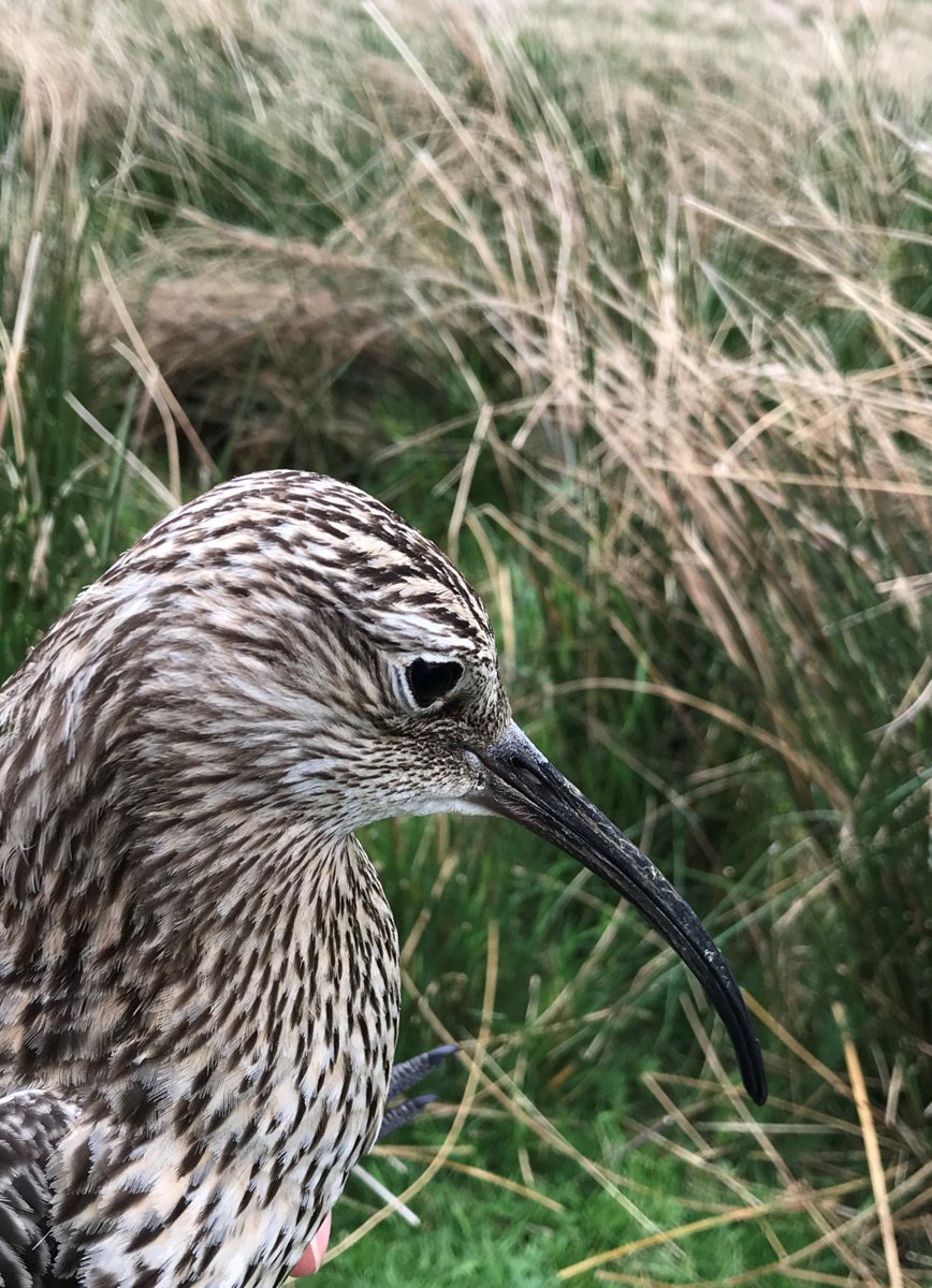 DaveParish1's tweet photo. This Sunday (Apr 21st) is #worldcurlewday drawing attention to this fast-declining bird. #GWSDFauchnerran is researching the problems they face to develop remedial actions that land-managers might use. Watch this space @ForWaders @Gameandwildlife @MairiGougeon @LewisMacdMSP https://t.co/VGon9kHp72